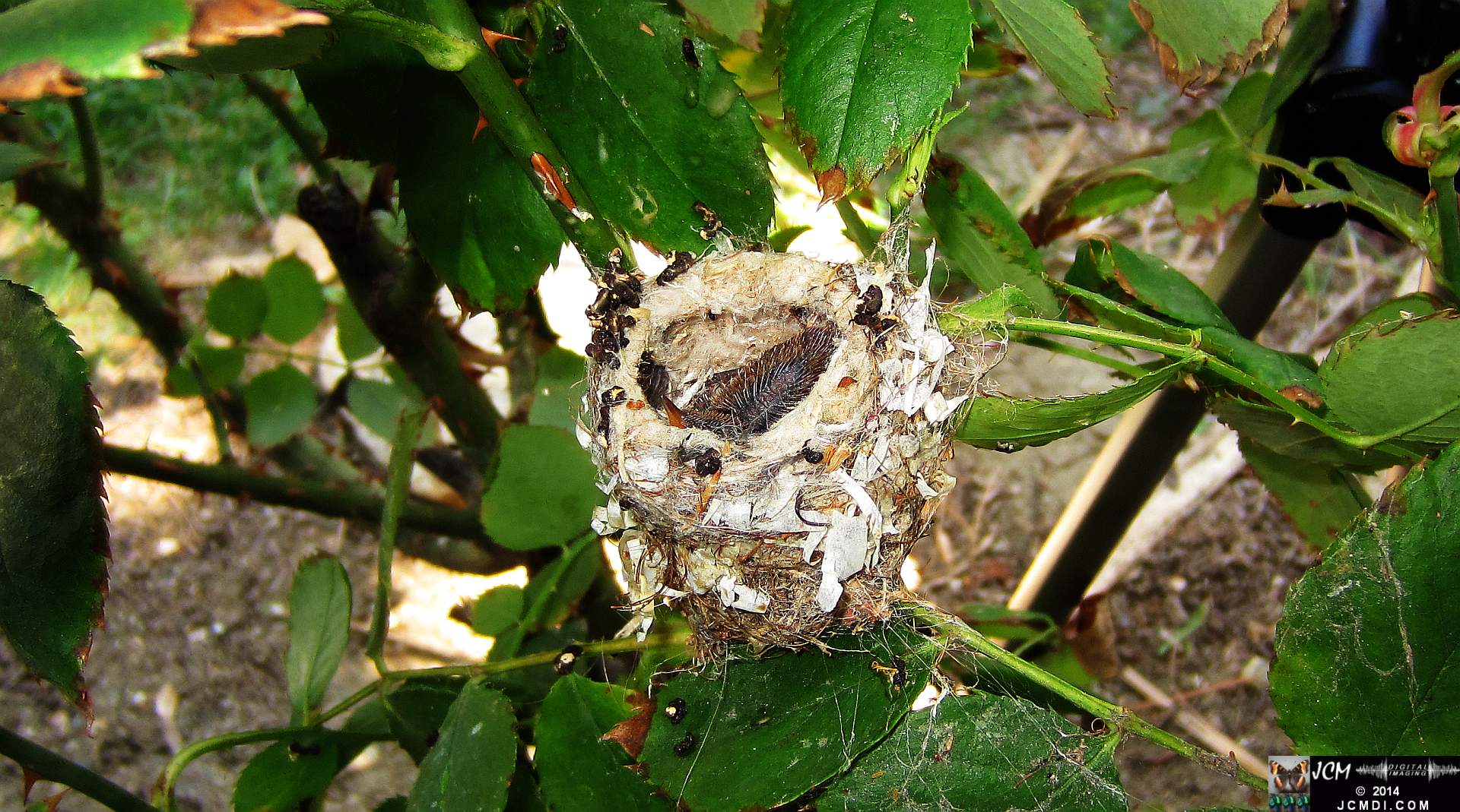 Allens Hummingbird nest and chick 3-16-2014